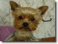 Jorkrsk terier, Yorkshire Terrier,