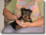 Jorkrsk terier, Yorkshire Terrier,