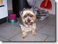 Jorkrsk terier, Yorkshire Terrier,