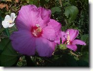 Hibiscus rosa-sinensis