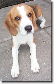 Beagle