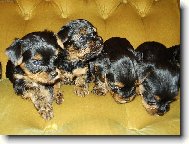 Jorkrsk terier, Yorkshire Terrier,