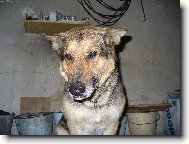 Czechoslovakian wolfdog