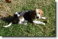 Beagle