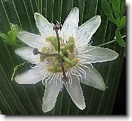 Passiflora caerulea