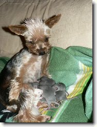 Jorkrsk terier, Yorkshire Terrier,