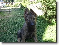 German Shepherd Dog