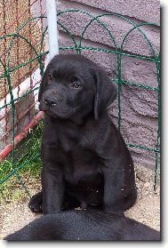 Labrador Retriever