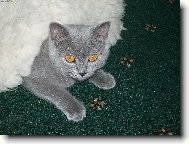 Blue-point cat