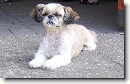 Shih-Tzu