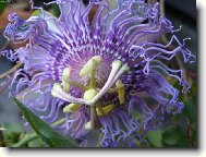 Passiflora caerulea