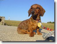 Dachshund