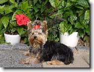 Jorkrsk terier, Yorkshire Terrier,