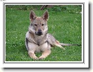 Czechoslovakian wolfdog