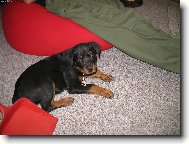 Rottweiler