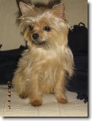 Yorkshire Terrier