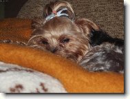 Yorkshire Terrier