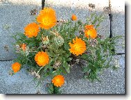 Calendula officinalis L\.