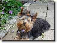 Jorkrsk terier, Yorkshire Terrier,