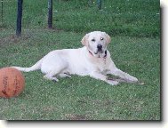 Labrador Retriever