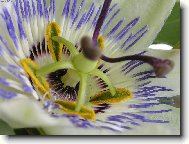 Passiflora caerulea