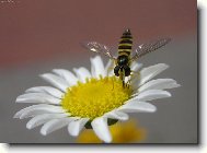 Tanacetum parthenium L\.