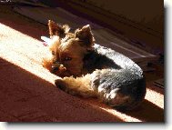 Jorkrsk terier, Yorkshire Terrier,