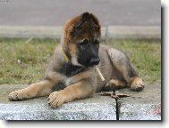 German Shepherd Dog