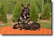 German Shepherd Dog