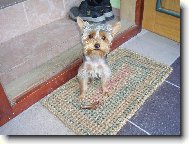 Jorkrsk terier, Yorkshire Terrier,