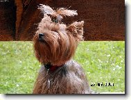 Jorkrsk terier, Yorkshire Terrier,