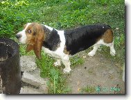 Basset Hound