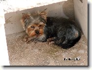 Jorkrsk terier, Yorkshire Terrier,