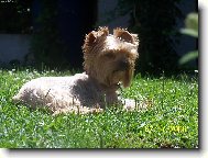 Jorkrsk terier, Yorkshire Terrier,