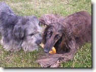 Afghan Hound