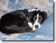 Border collie \\\\\(Dog standard\\\\\)