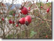 Rosa canina L