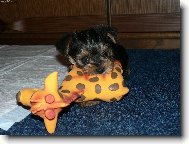 Jorkrsk terier, Yorkshire Terrier,