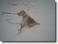 Fox Terrier Wire