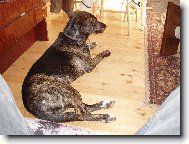 Dutch Shepherd Dog