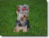 Jorkrsk terier, Yorkshire Terrier,