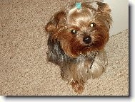 Jorkrsk terier, Yorkshire Terrier,