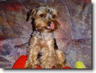 Jorkrsk terier, Yorkshire Terrier,