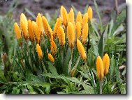 Crocus