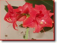 Hippeastrum