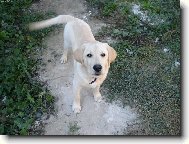 Labrador Retriever