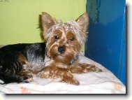 Jorkrsk terier, Yorkshire Terrier,