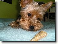 Jorkrsk terier, Yorkshire Terrier,