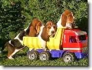 Basset Hound