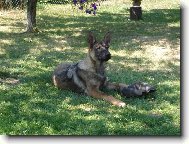 German Shepherd Dog